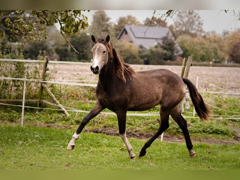 Duitse rijpony Merrie 3 Jaar 145 cm Buckskin in Hünxe