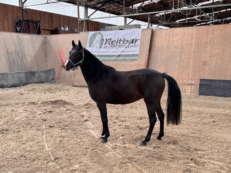 Duitse rijpony Merrie 3 Jaar 145 cm Donkerbruin in Wegeleben