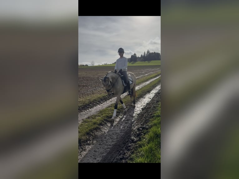 Duitse rijpony Merrie 3 Jaar 145 cm Falbe in Sundern