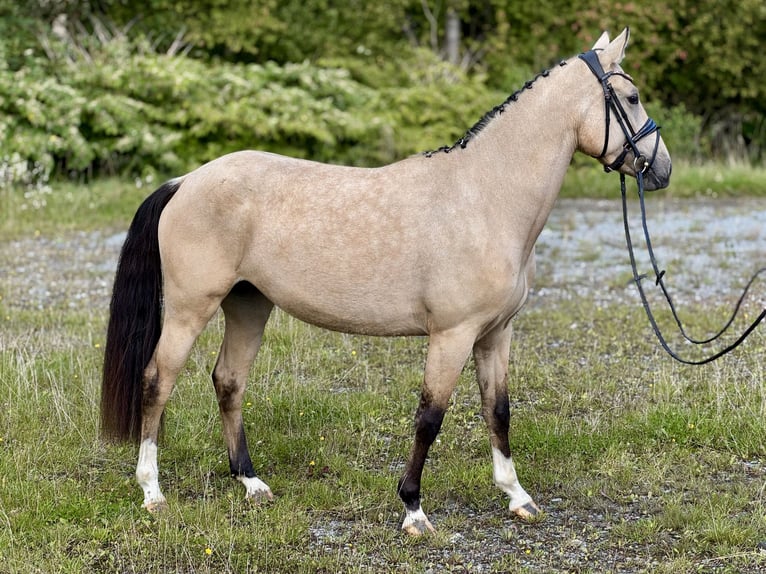 Duitse rijpony Merrie 3 Jaar 145 cm Falbe in Sundern