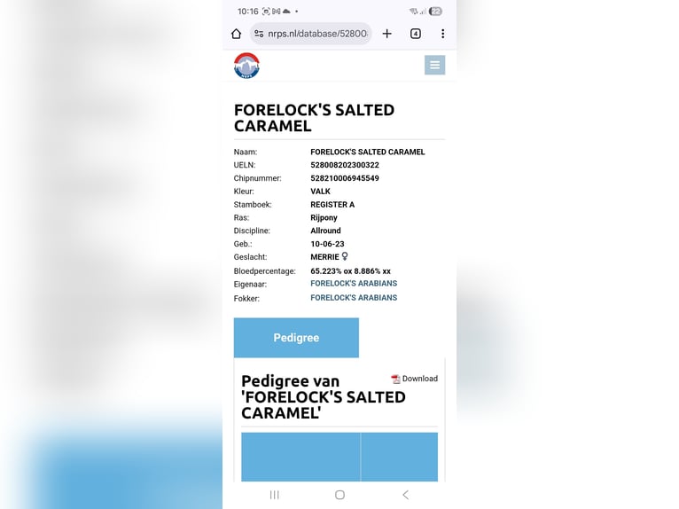 Duitse rijpony Merrie 3 Jaar 145 cm Palomino in Nieuwkoop