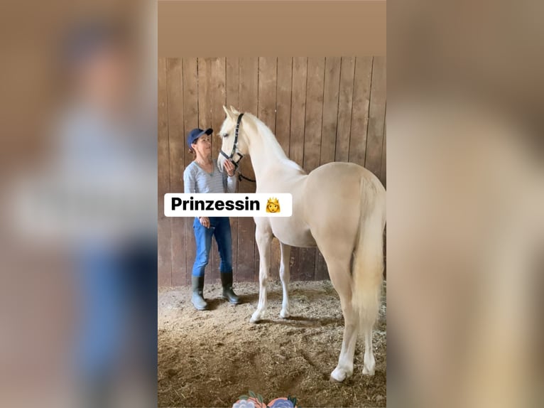 Duitse rijpony Merrie 3 Jaar 145 cm Palomino in Aichtal