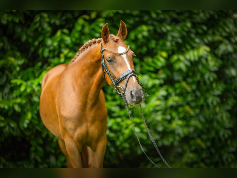 Duitse rijpony Merrie 3 Jaar 145 cm Vos in Großenkneten