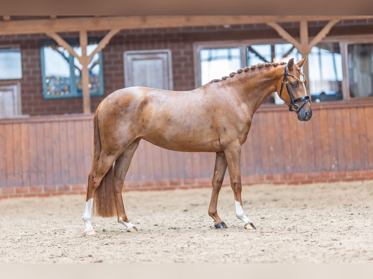 Duitse rijpony Merrie 3 Jaar 145 cm Vos in Großenkneten