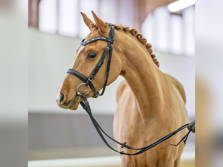 Duitse rijpony Merrie 3 Jaar 145 cm Vos in M&#xFC;nster-Handorf