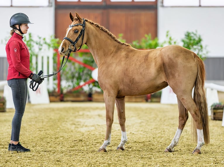 Duitse rijpony Merrie 3 Jaar 145 cm Vos in M&#xFC;nster-Handorf