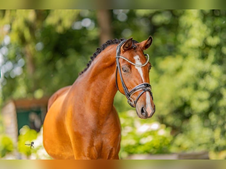Duitse rijpony Merrie 3 Jaar 146 cm Bruin in Kilchberg ZH
