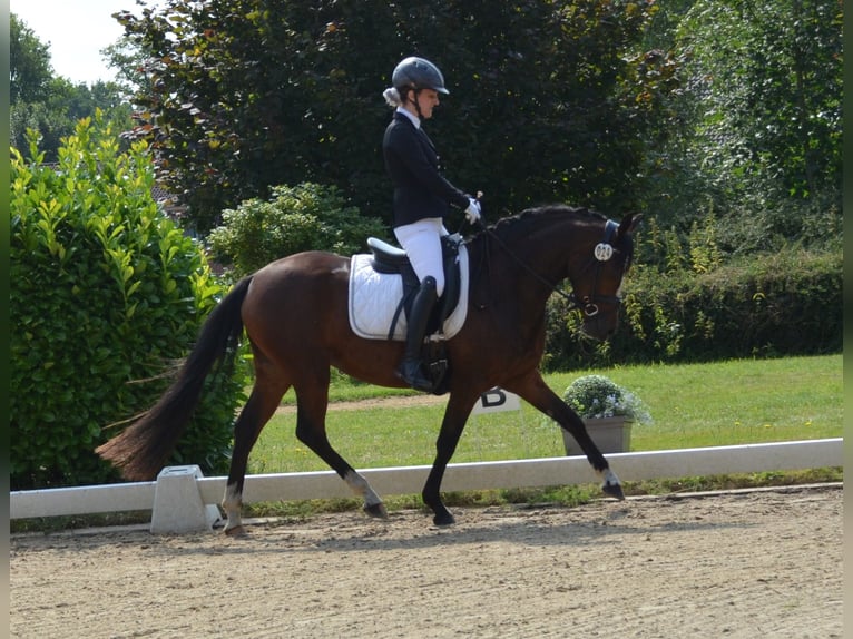 Duitse rijpony Merrie 3 Jaar 146 cm Bruin in Bispingen