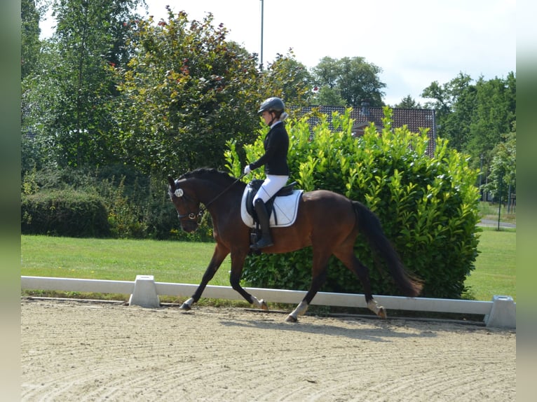 Duitse rijpony Merrie 3 Jaar 146 cm Bruin in Bispingen