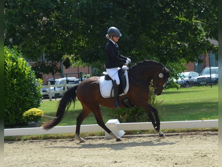 Duitse rijpony Merrie 3 Jaar 146 cm Bruin in Bispingen