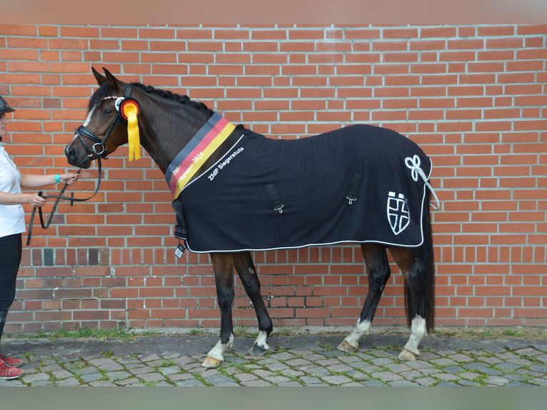 Duitse rijpony Merrie 3 Jaar 146 cm Bruin in Bispingen