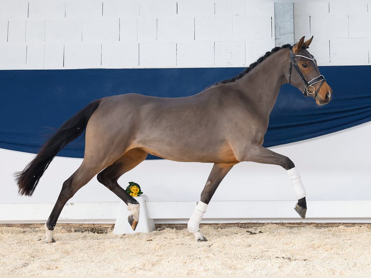 Duitse rijpony Merrie 3 Jaar 146 cm Bruin in Marsberg