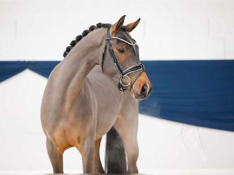 Duitse rijpony Merrie 3 Jaar 146 cm Bruin in Marsberg