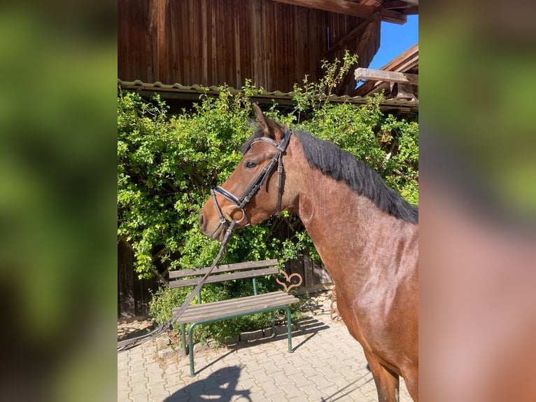 Duitse rijpony Merrie 3 Jaar 146 cm Bruin in Loiching