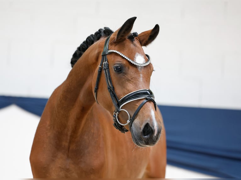 Duitse rijpony Merrie 3 Jaar 146 cm Bruin in Marsberg