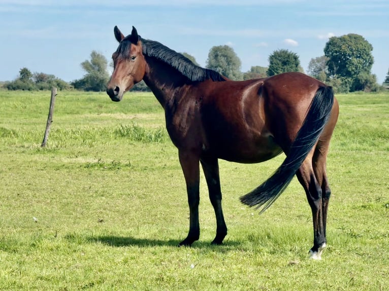 Duitse rijpony Merrie 3 Jaar 146 cm Bruin in Kietz