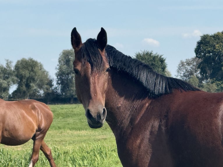 Duitse rijpony Merrie 3 Jaar 146 cm Bruin in Kietz