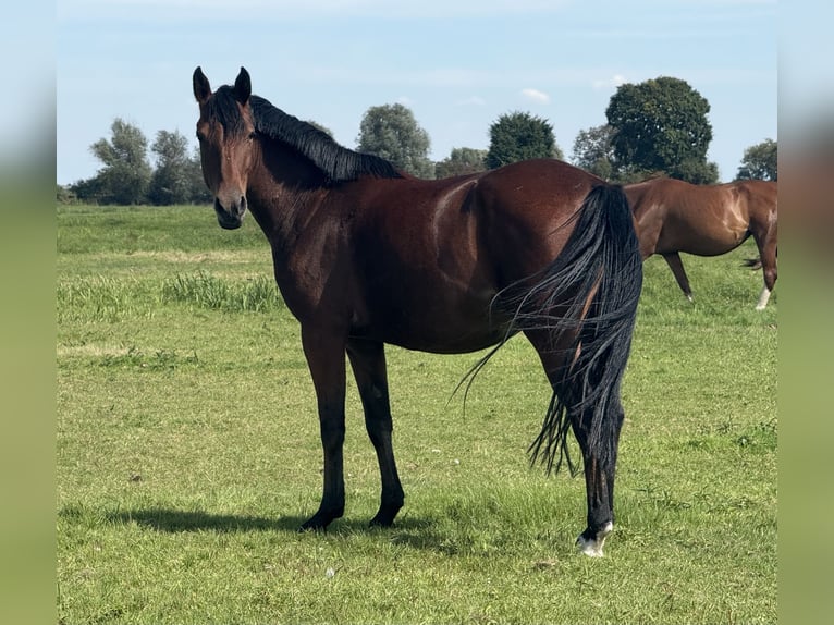 Duitse rijpony Merrie 3 Jaar 146 cm Bruin in Kietz