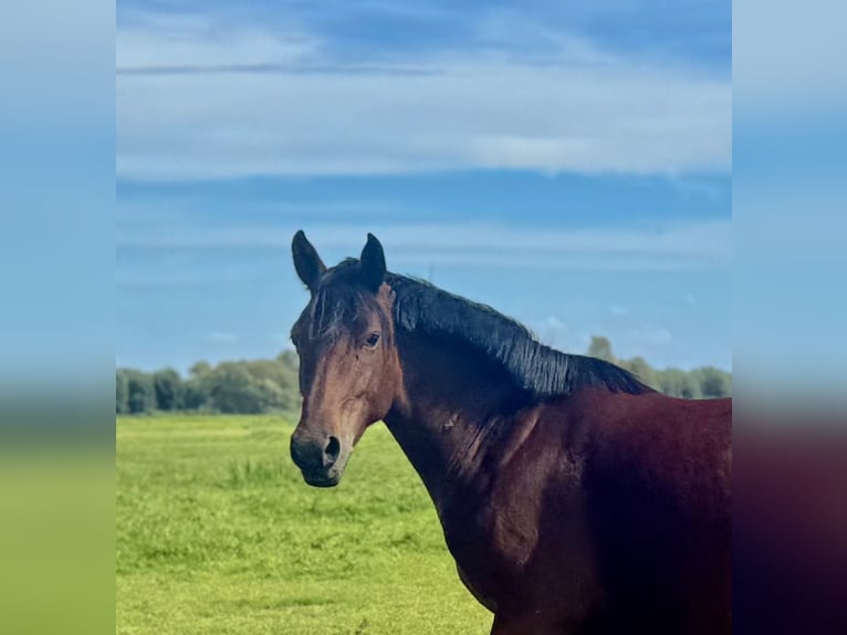 Duitse rijpony Merrie 3 Jaar 146 cm Bruin in Kietz