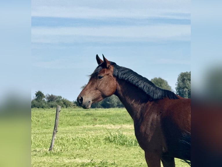 Duitse rijpony Merrie 3 Jaar 146 cm Bruin in Kietz