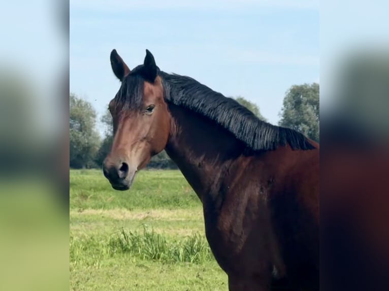Duitse rijpony Merrie 3 Jaar 146 cm Bruin in Kietz