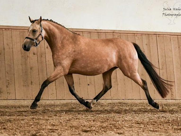 Duitse rijpony Merrie 3 Jaar 146 cm Buckskin in BabenhausenBabenhausen
