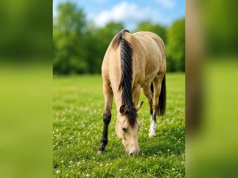 Duitse rijpony Merrie 3 Jaar 146 cm Buckskin in Ritterhude