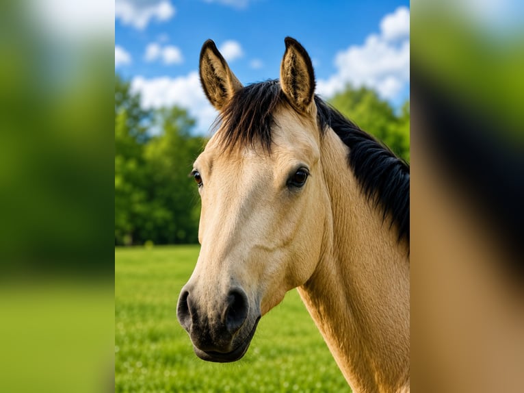 Duitse rijpony Merrie 3 Jaar 146 cm Buckskin in Ritterhude