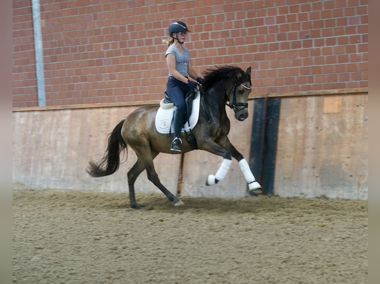 Duitse rijpony Merrie 3 Jaar 146 cm Buckskin in Paderborn