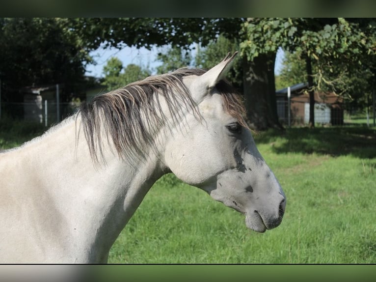 Duitse rijpony Merrie 3 Jaar 146 cm Buckskin in Graben-Neudorf