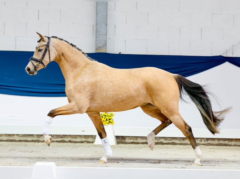 Duitse rijpony Merrie 3 Jaar 146 cm Falbe in Marsberg