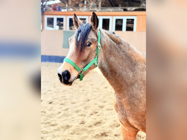 Duitse rijpony Merrie 3 Jaar 146 cm Falbe in Wegeleben