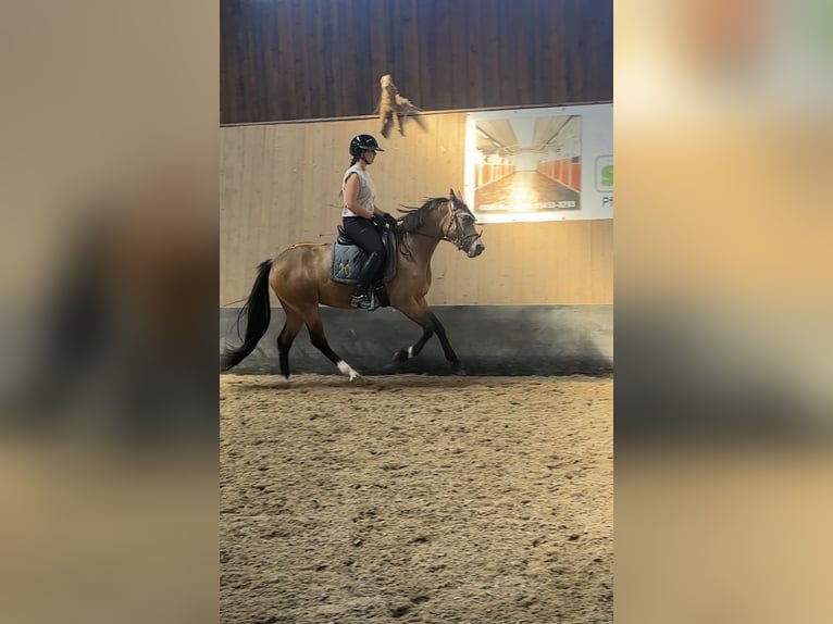 Duitse rijpony Merrie 3 Jaar 146 cm Falbe in Wegeleben