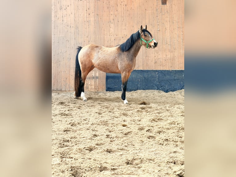 Duitse rijpony Merrie 3 Jaar 146 cm Falbe in Wegeleben