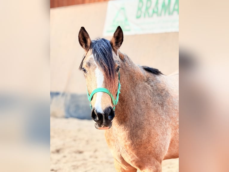Duitse rijpony Merrie 3 Jaar 146 cm Falbe in Wegeleben