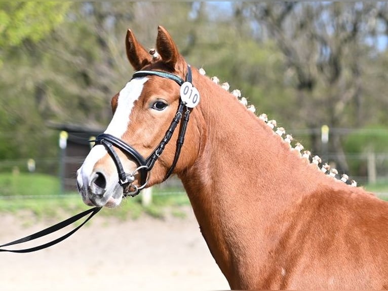 Duitse rijpony Merrie 3 Jaar 146 cm Vos in Reichenwalde
