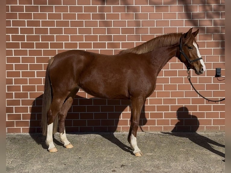 Duitse rijpony Merrie 3 Jaar 146 cm Vos in Barver