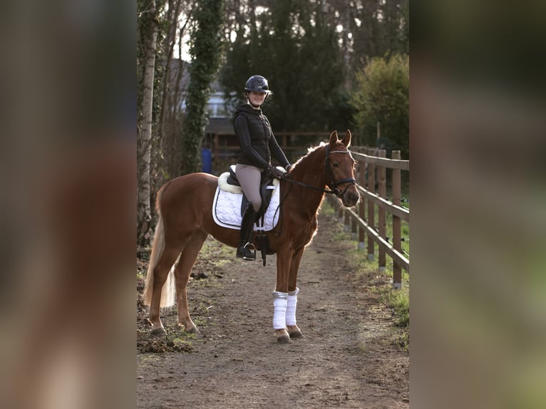 Duitse rijpony Merrie 3 Jaar 146 cm Vos in Lünen