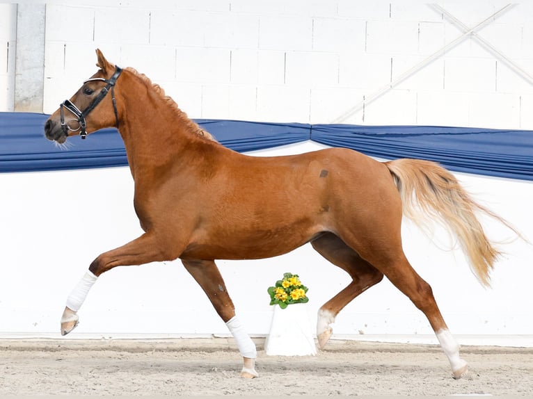 Duitse rijpony Merrie 3 Jaar 146 cm Vos in Marsberg