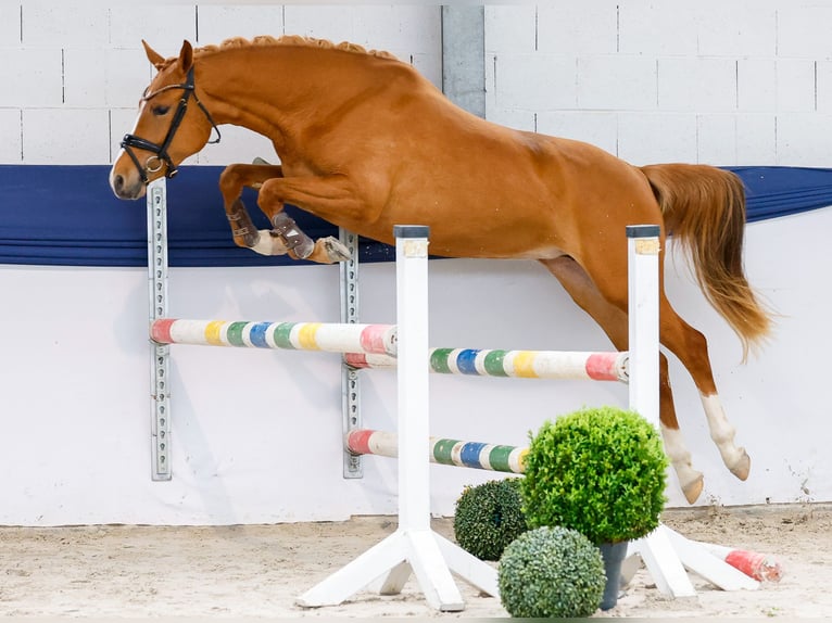 Duitse rijpony Merrie 3 Jaar 146 cm Vos in Marsberg
