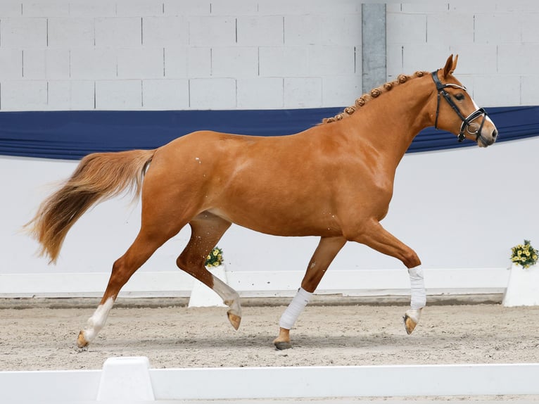 Duitse rijpony Merrie 3 Jaar 146 cm Vos in Marsberg