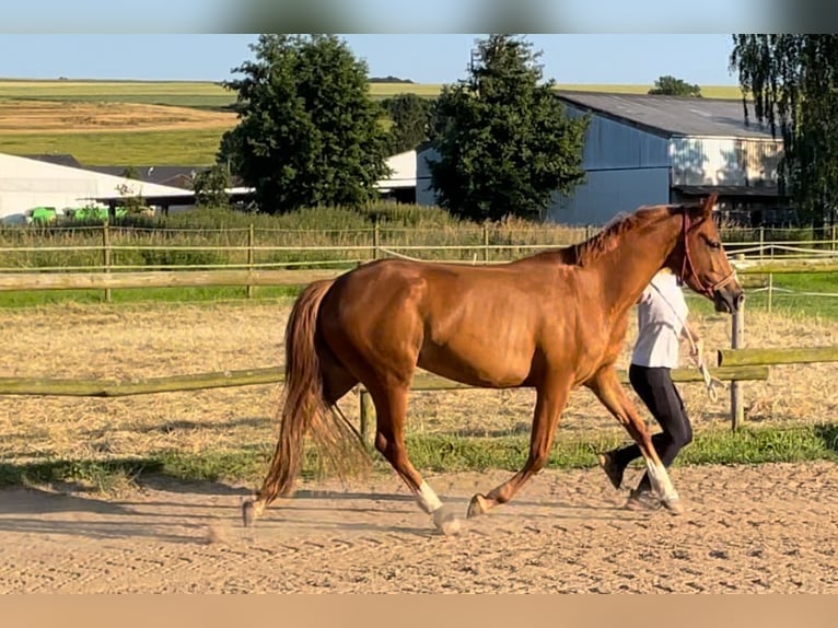 Duitse rijpony Merrie 3 Jaar 146 cm Vos in Münstermaifeld