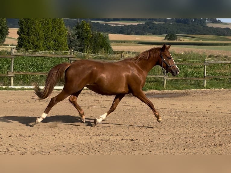 Duitse rijpony Merrie 3 Jaar 146 cm Vos in Münstermaifeld