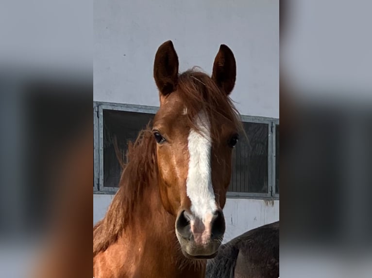 Duitse rijpony Merrie 3 Jaar 146 cm Vos in Münstermaifeld