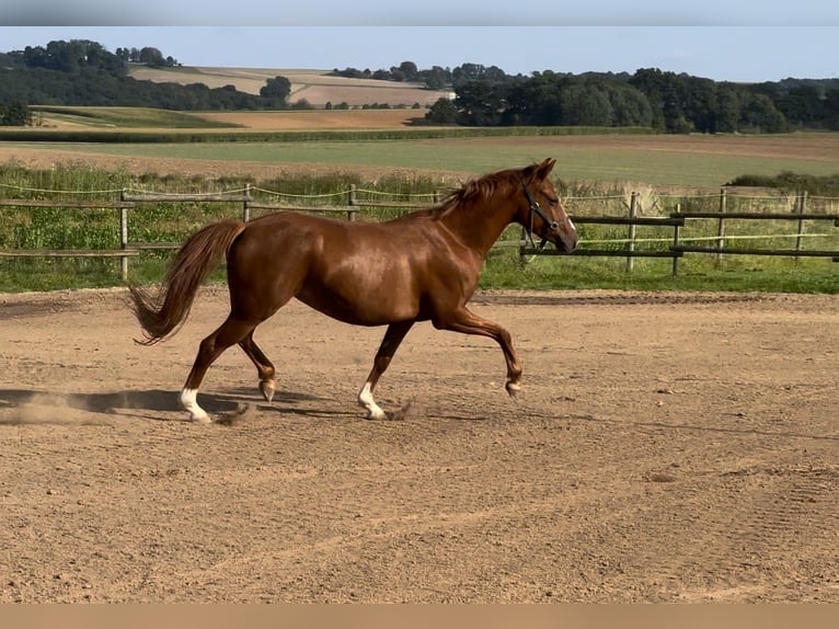 Duitse rijpony Merrie 3 Jaar 146 cm Vos in Münstermaifeld