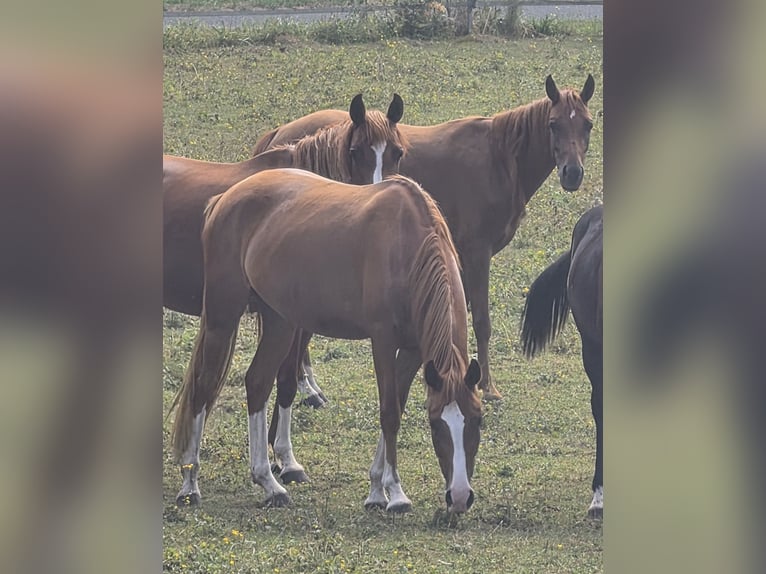 Duitse rijpony Merrie 3 Jaar 146 cm Vos in Mainleus