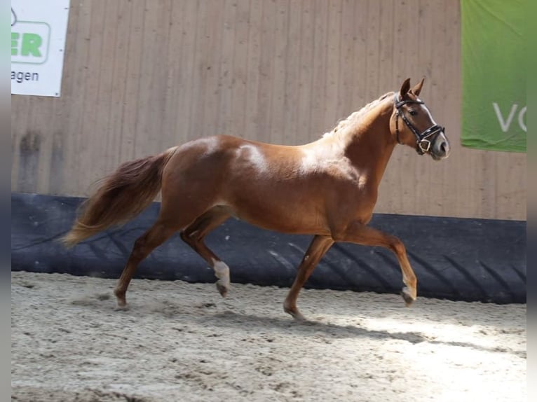 Duitse rijpony Merrie 3 Jaar 146 cm Vos in Sangerhausen