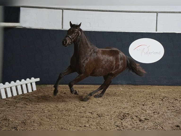 Duitse rijpony Merrie 3 Jaar 146 cm Zwart in Saterland