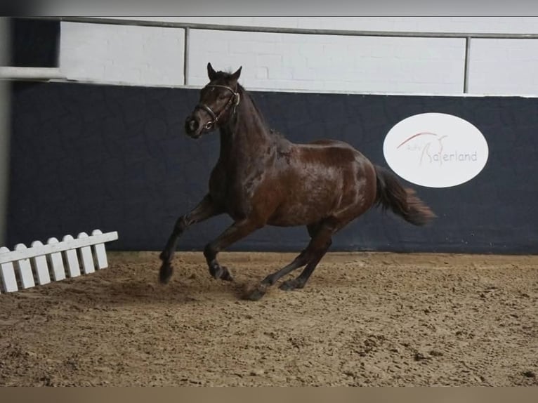 Duitse rijpony Merrie 3 Jaar 146 cm Zwart in Friesoythe