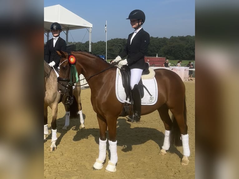 Duitse rijpony Merrie 3 Jaar 147 cm Bruin in Cappeln (Oldenburg)